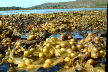 Sheltered Bladderwrack